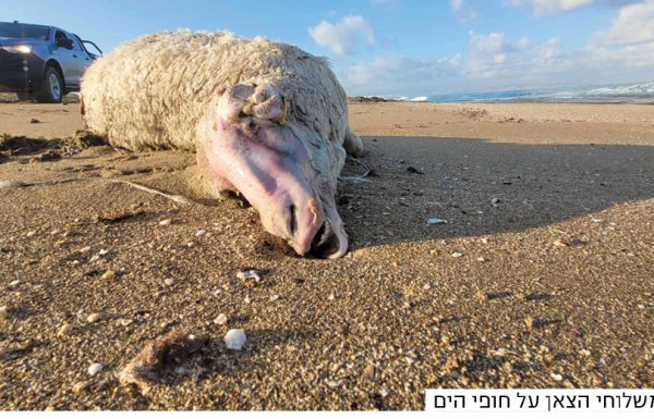 הכבשים מדבאח, ההגנה מש"ס