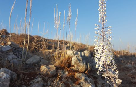 בצלי האנרגיה מתעוררים מתרדמת הקיץ