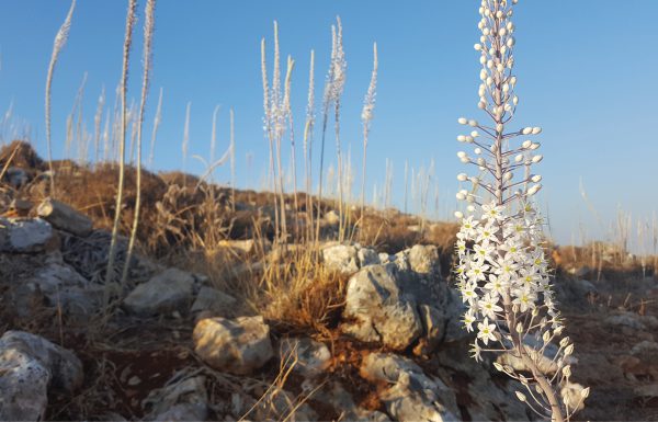 בצלי האנרגיה מתעוררים מתרדמת הקיץ